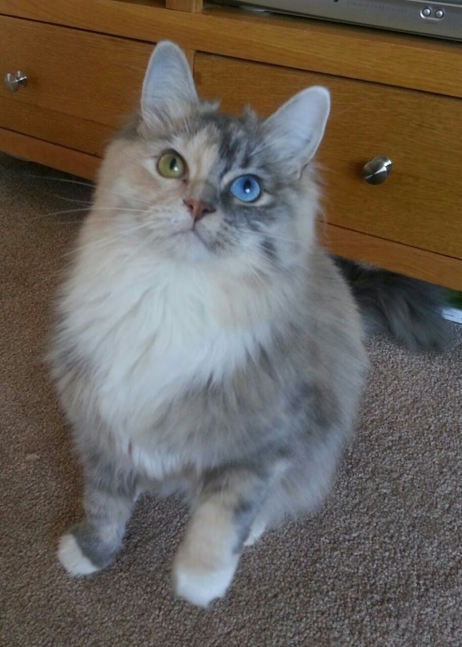 抢七夜,他执笔书写命运,西亚卡姆的封神之战